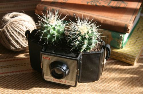 app photo cactus Kodak Express Grands Boulevards 
